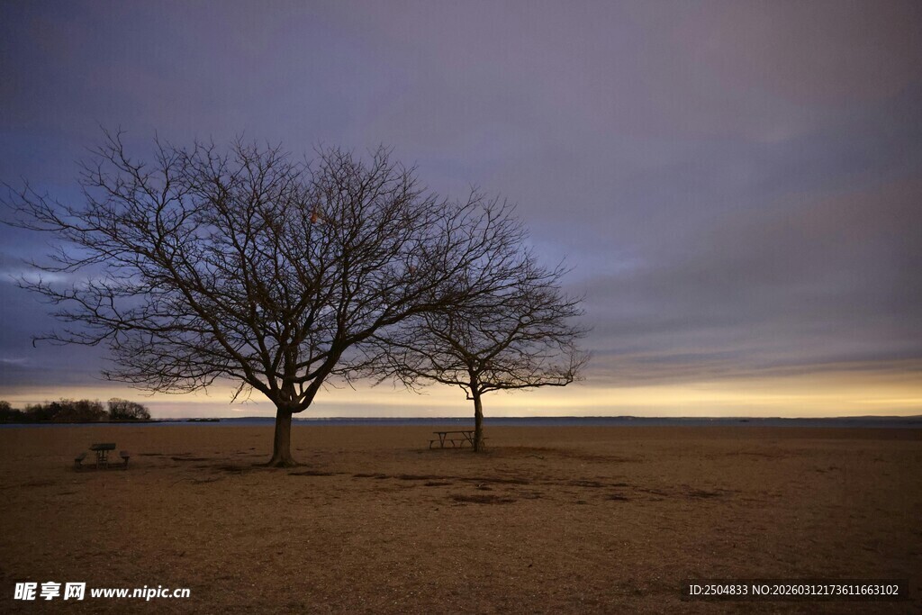 旷野孤树 暮色中的静谧景象