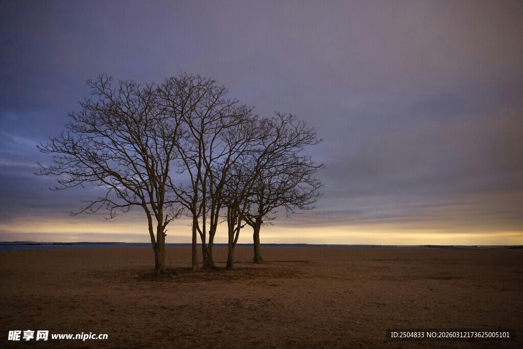 旷野孤树 暮色中的静谧