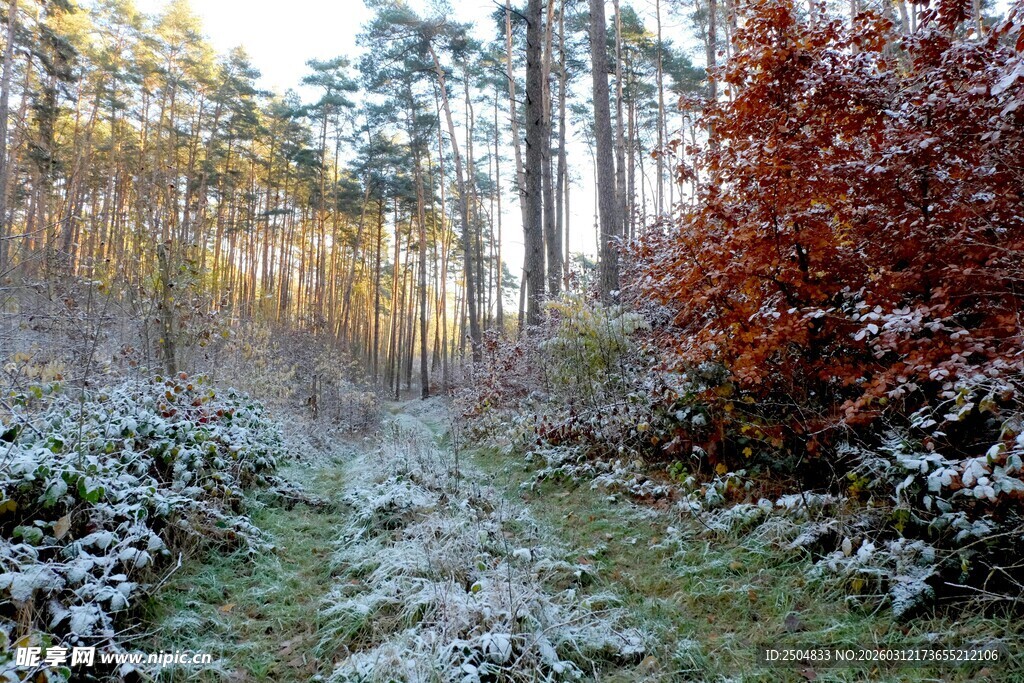冬日林间覆霜景致