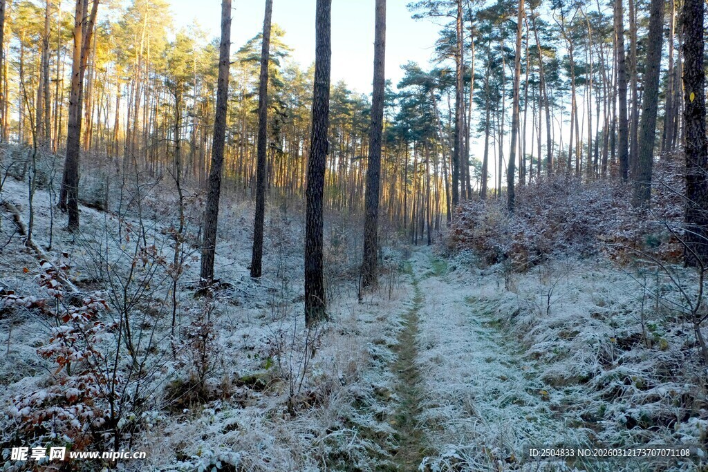 冬日林间覆霜小径