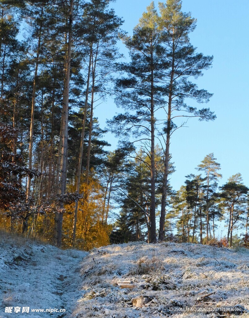 雪覆山林 树木尽显秋末冬初景