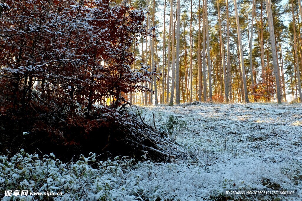 雪覆林间景