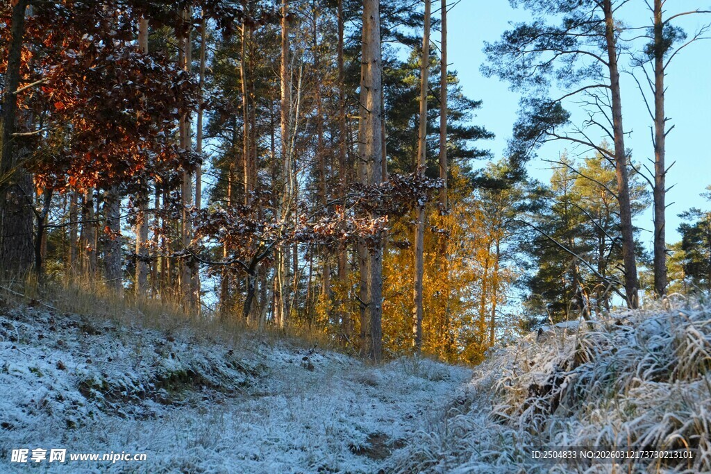 雪覆秋林美景