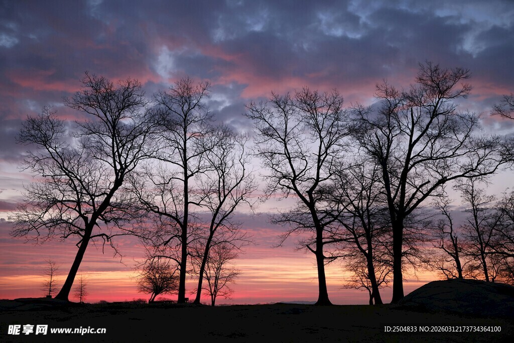 日落时分的树木剪影