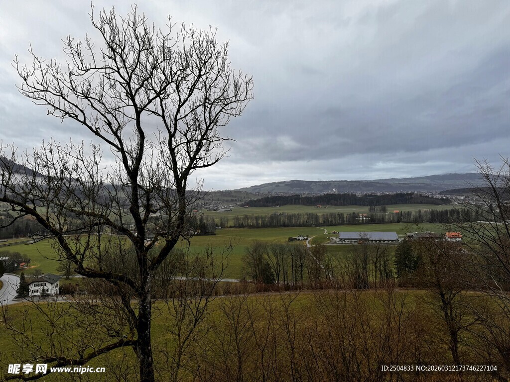 乡村旷野中的光秃树木