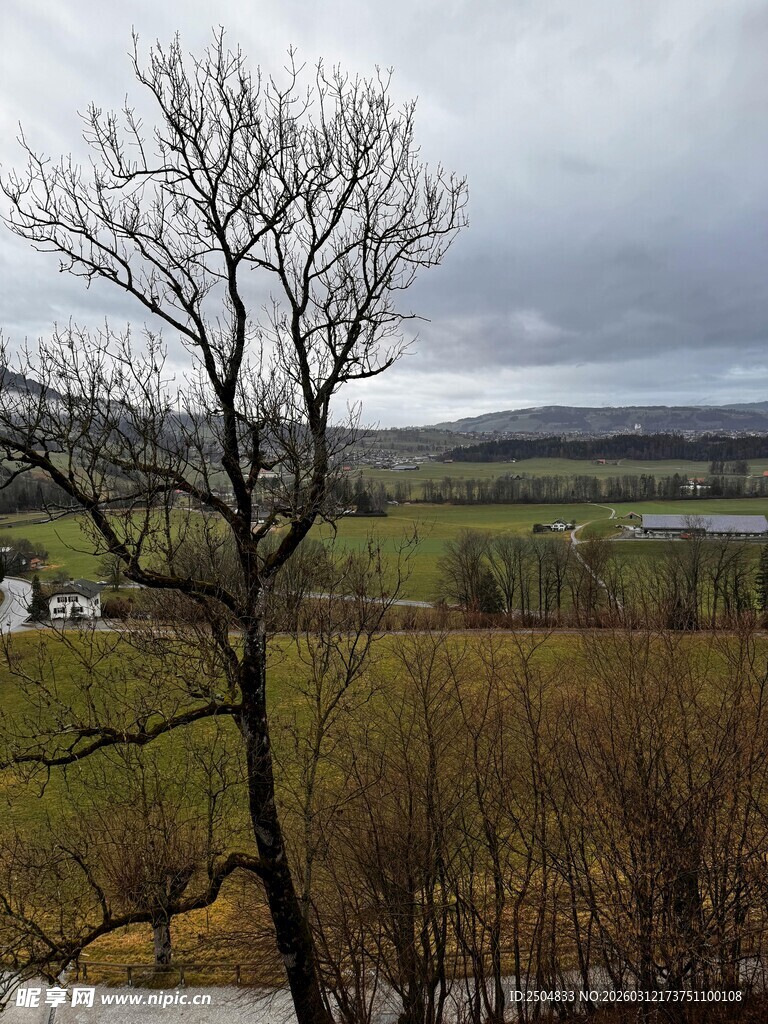 冬日旷野中的孤树