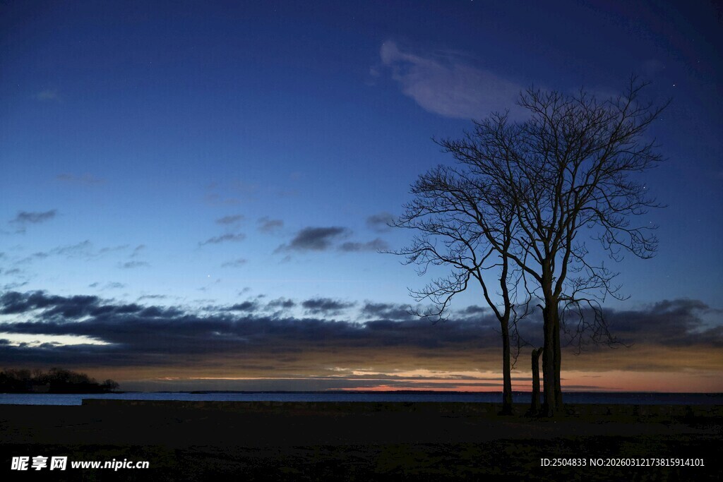 夜幕下的孤独树木