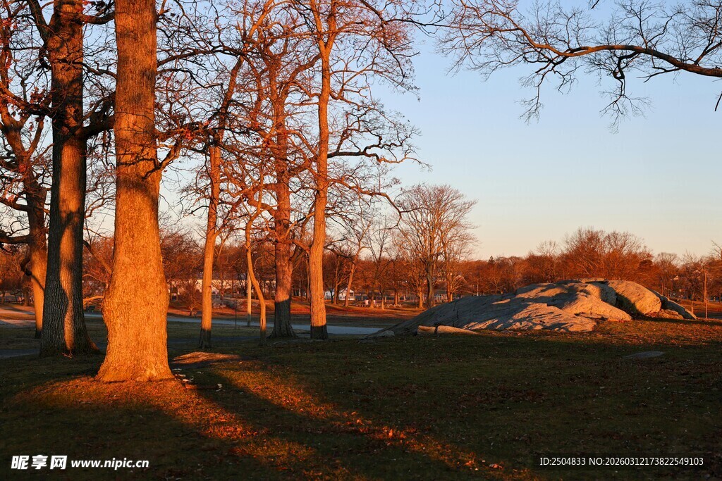 夕阳下的树林景观