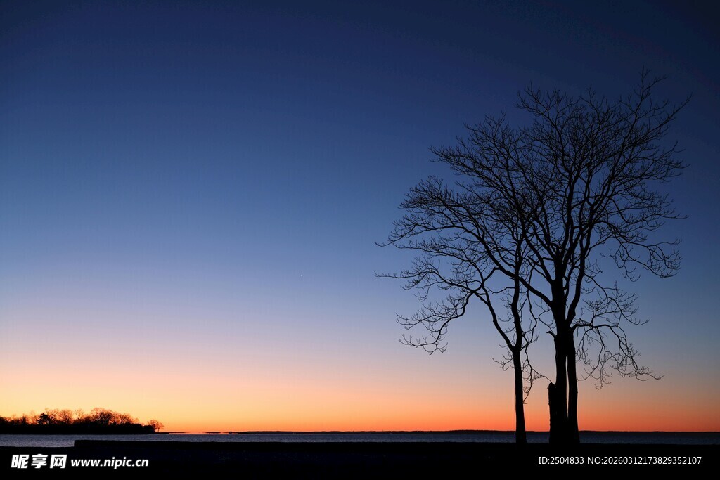 黄昏下的孤独树木