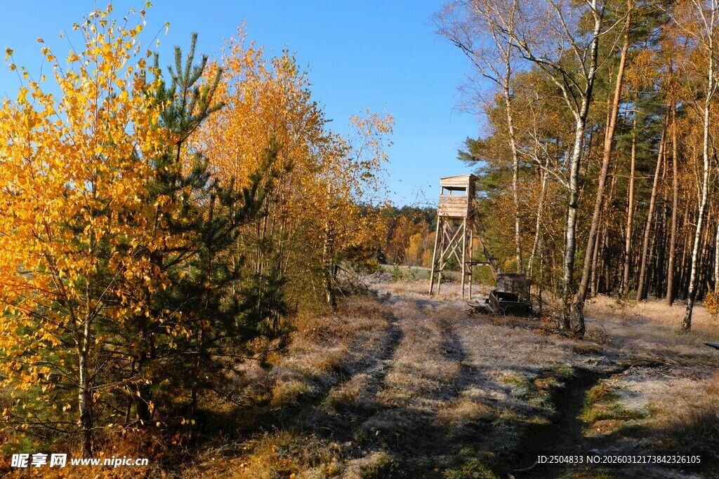 秋日林间小路美景