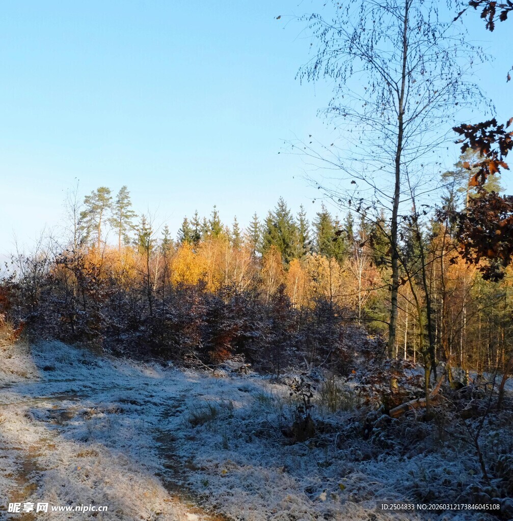 秋日林间小路 霜覆草木