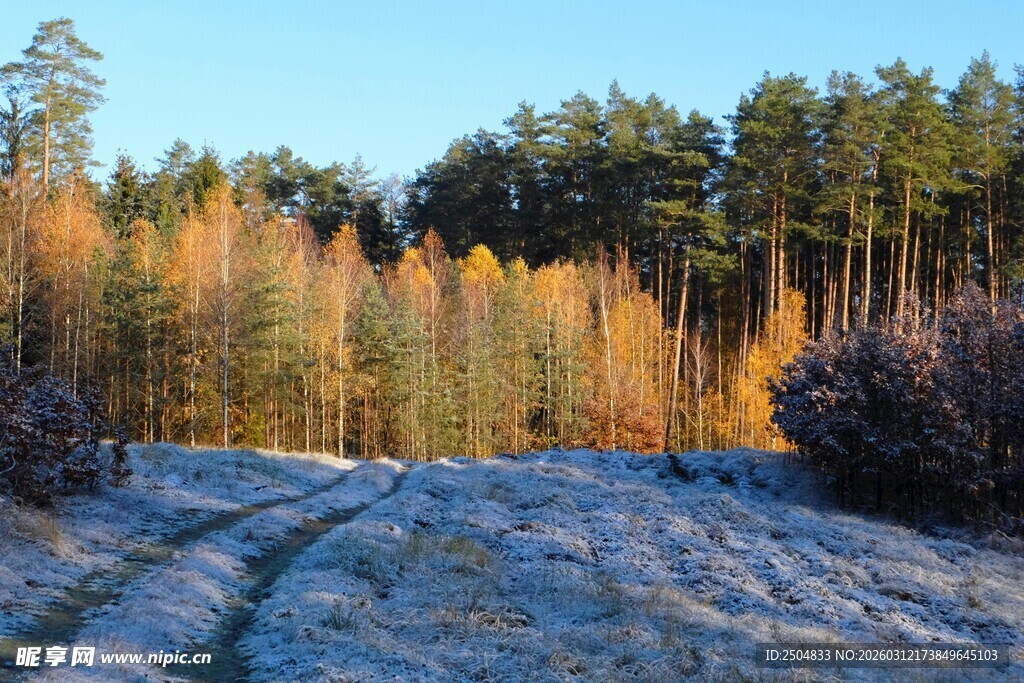 冬日林间覆霜小路美景