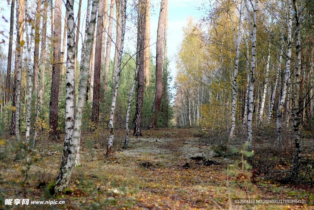 秋日白桦林美景