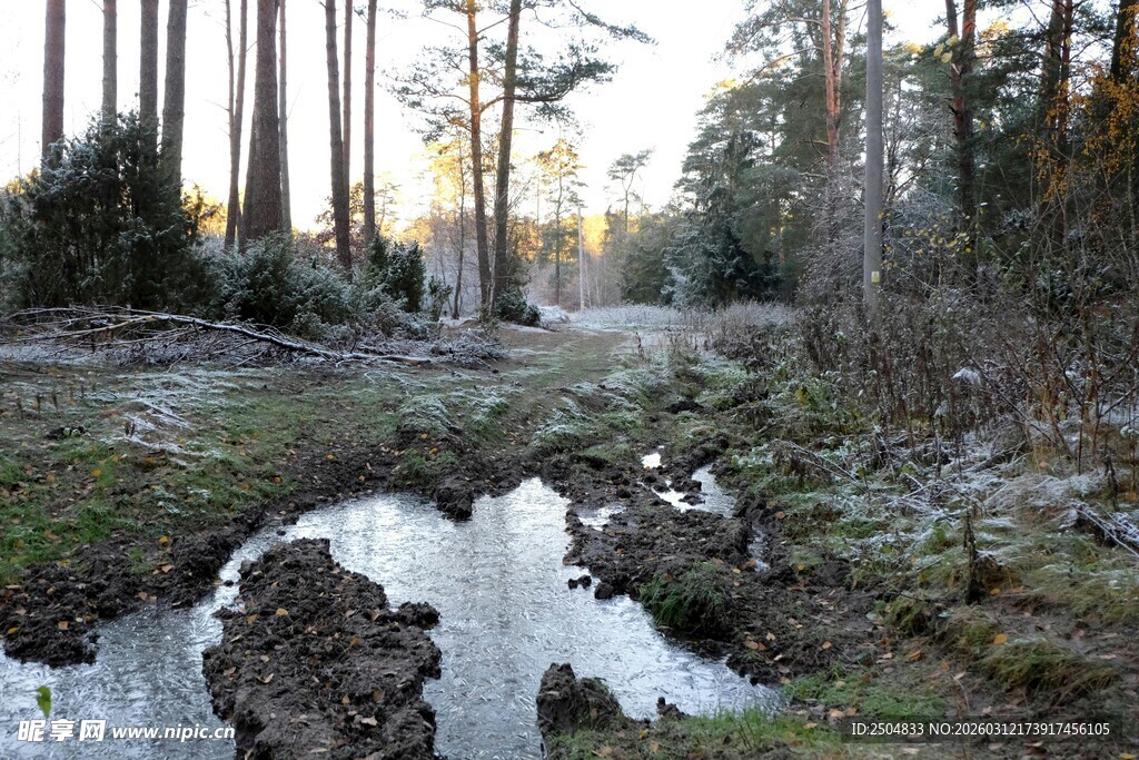 林间溪流 静谧自然之景