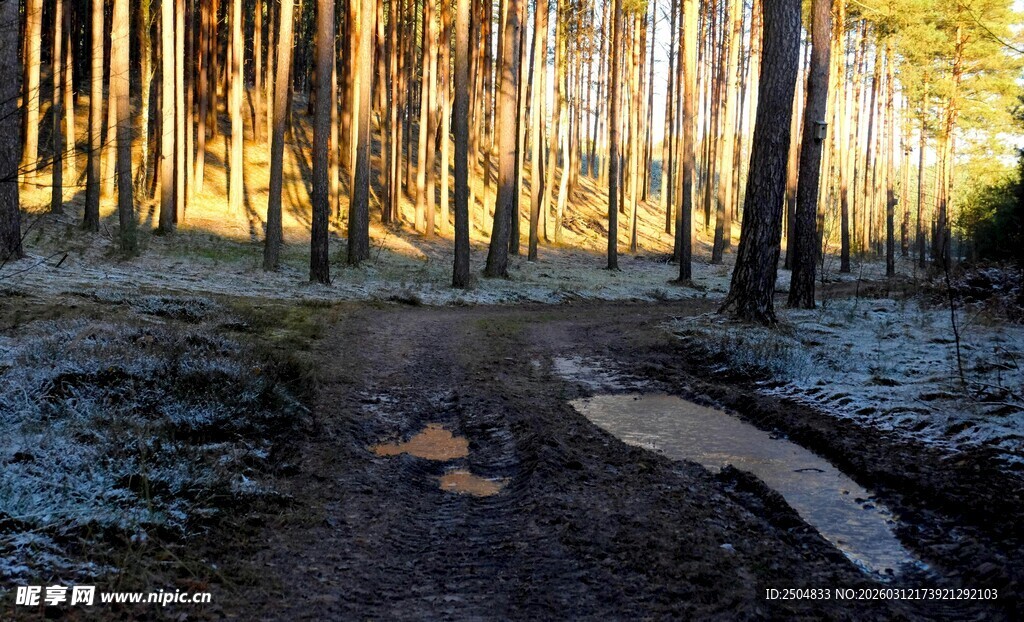 冬日林间小道 阳光洒落