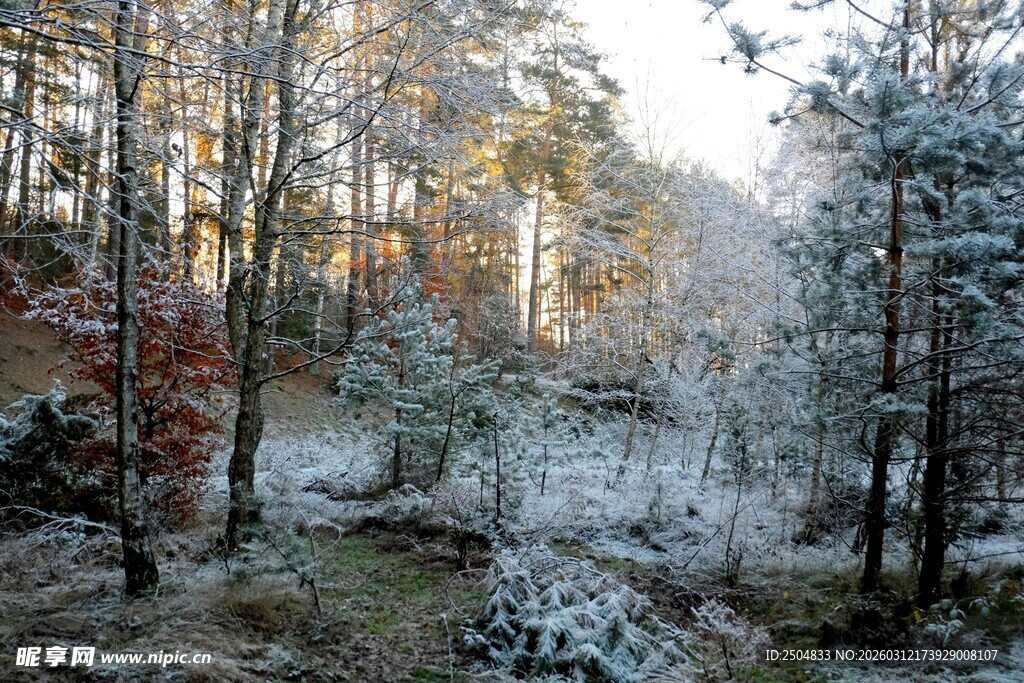冬日覆雪森林美景