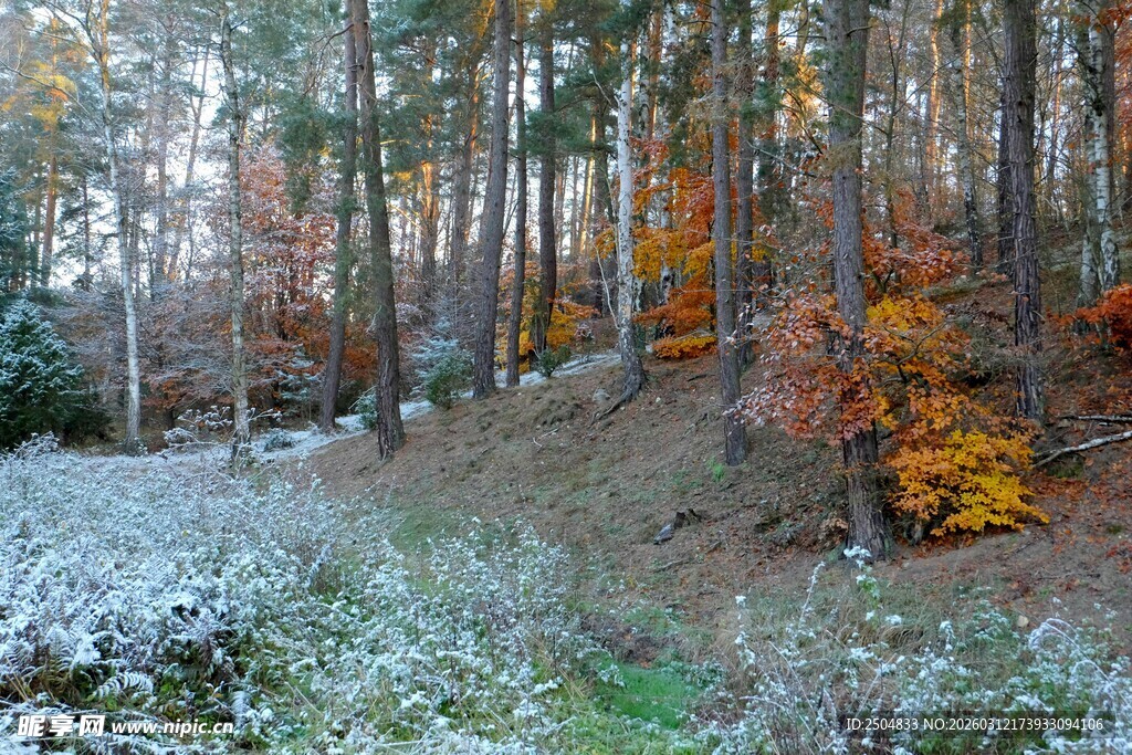 秋日森林雪景