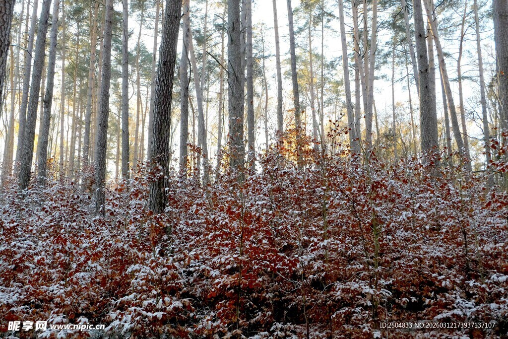 冬日树林的静谧美景