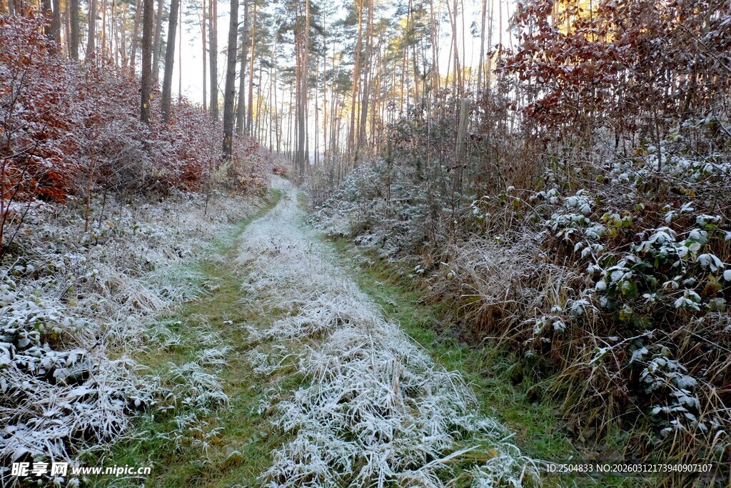 冬日林间覆雪小径