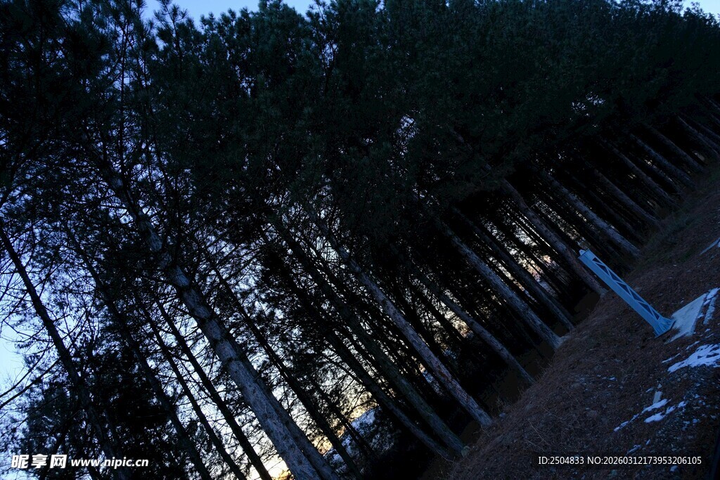 黄昏下的静谧树林