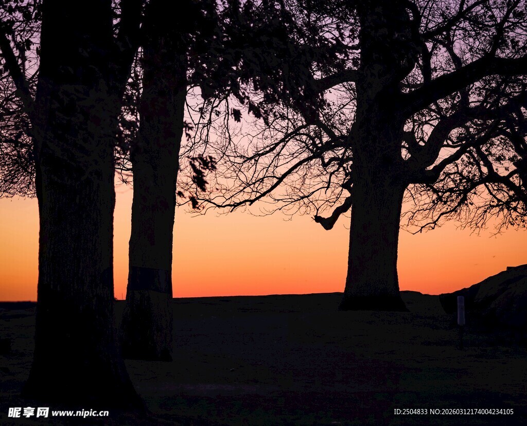 夕阳下的树林剪影