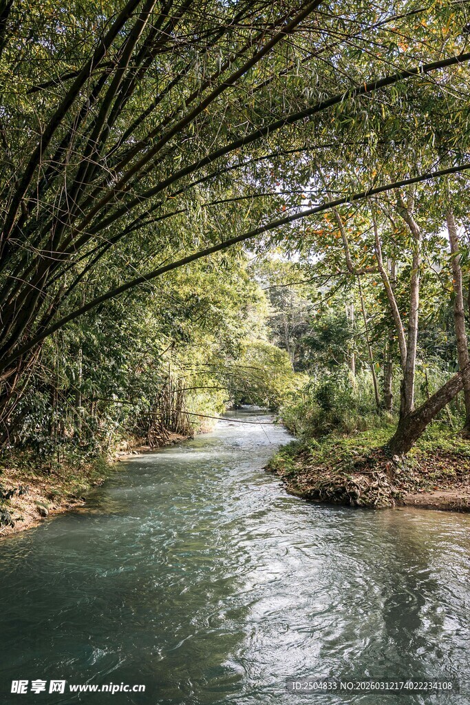 清幽竹林间的潺潺溪流