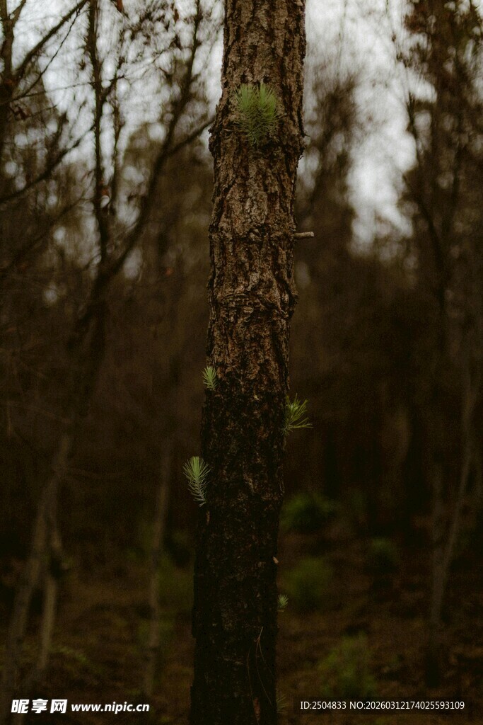 森林中一棵布满苔藓的树