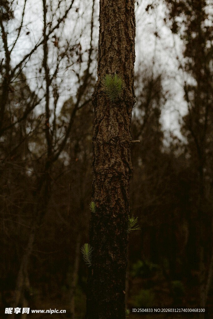 森林中的高大树木