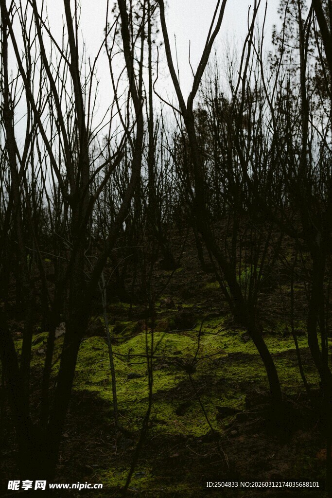 幽暗森林中的斑驳草地