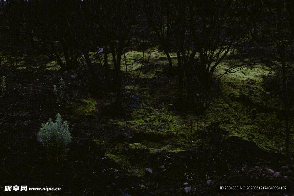 神秘幽暗的森林夜景