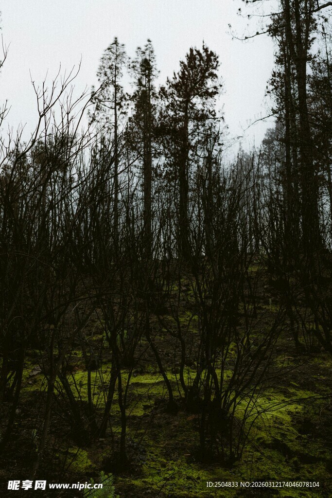 森林中的枯树与绿意