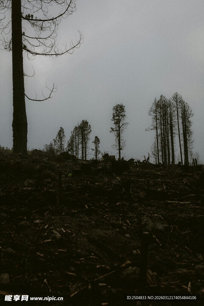荒坡枯树景象
