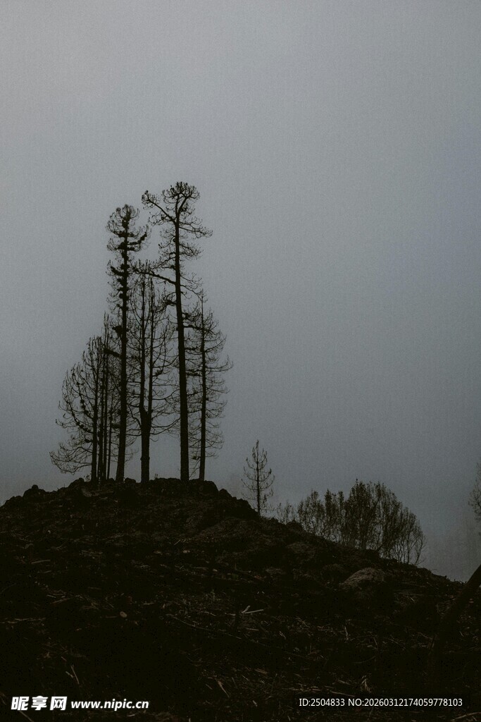 山顶枯树剪影