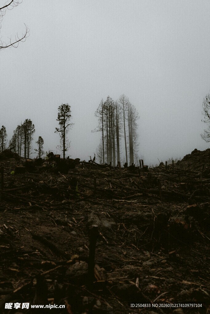 遭砍伐后的荒芜山林