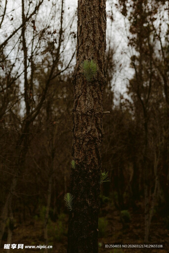 森林中高大的树木