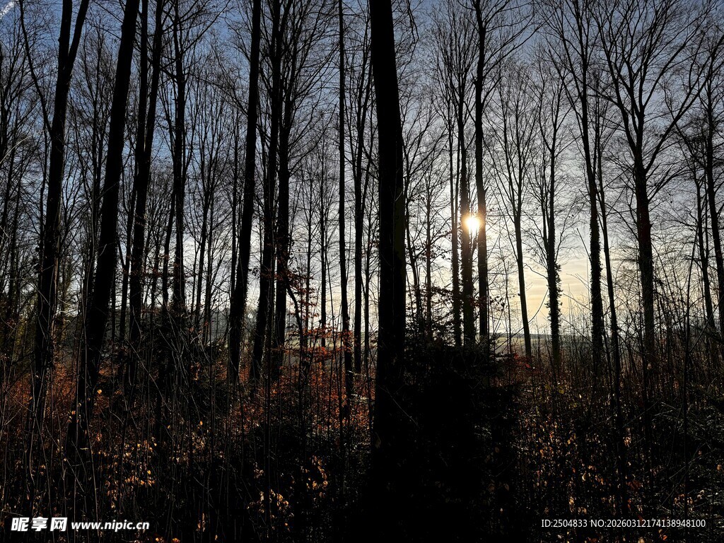 黄昏下的静谧树林