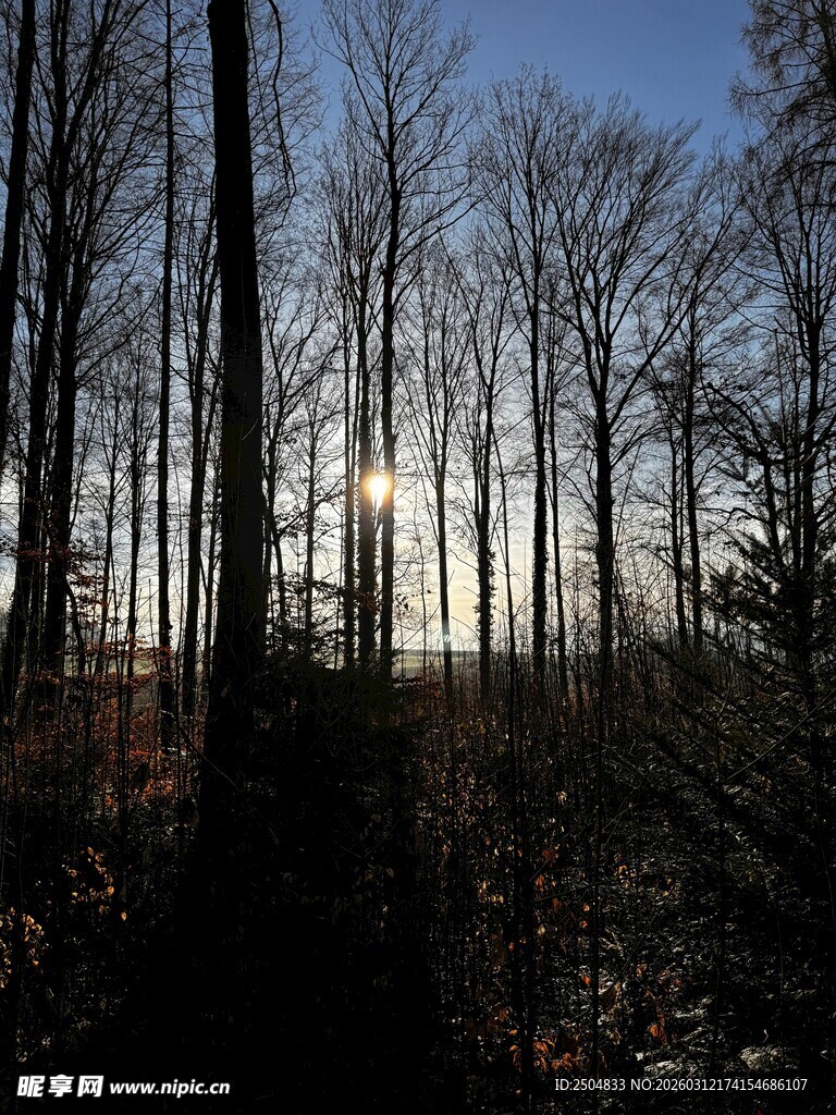 林间日出 光影斑驳的静谧