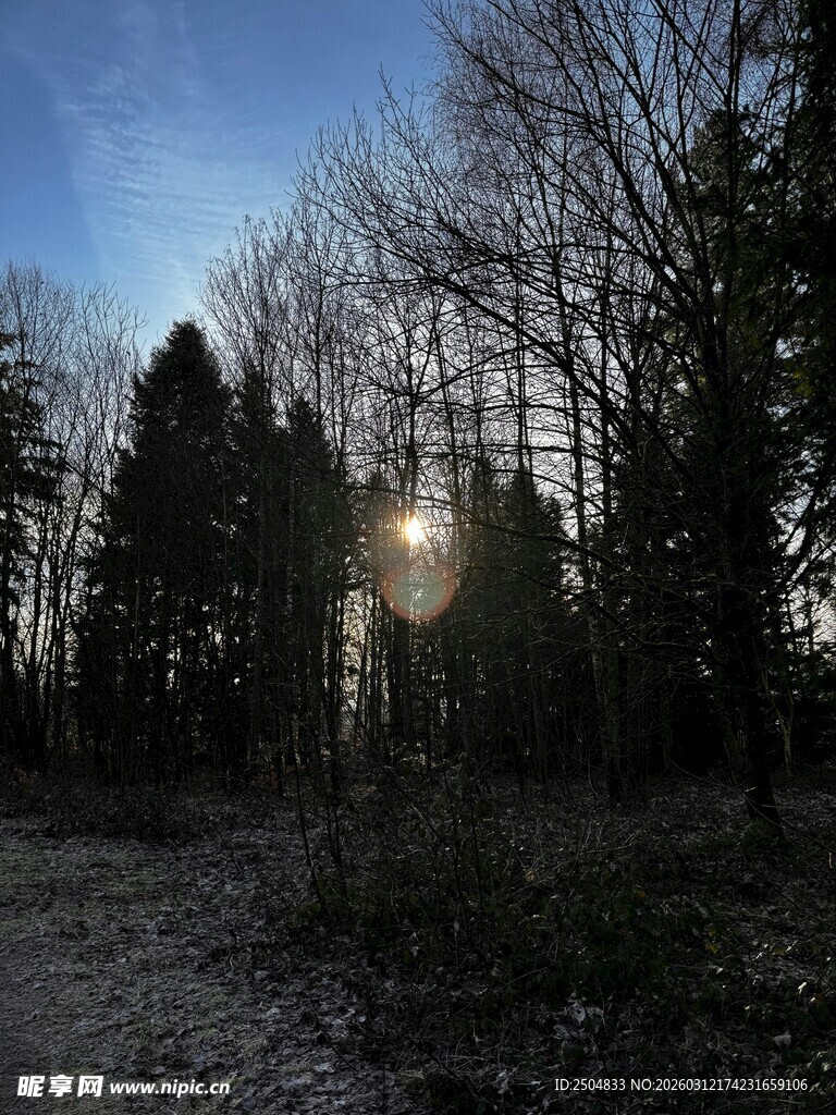 林间日出景色