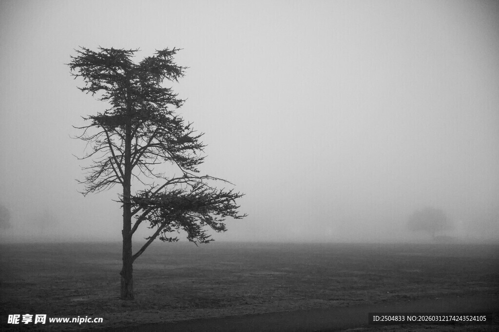 雾中孤树