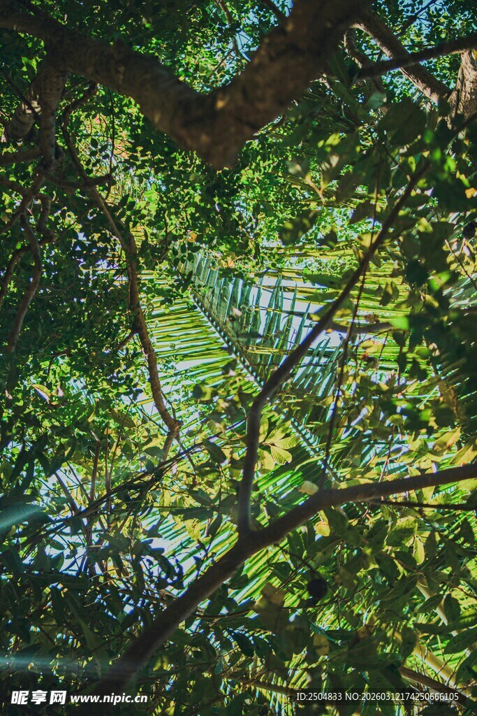 仰视繁茂绿荫树冠