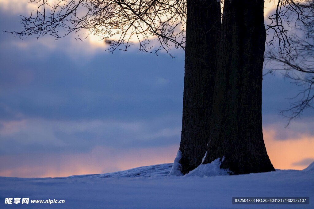 冬日雪林暮色中的大树