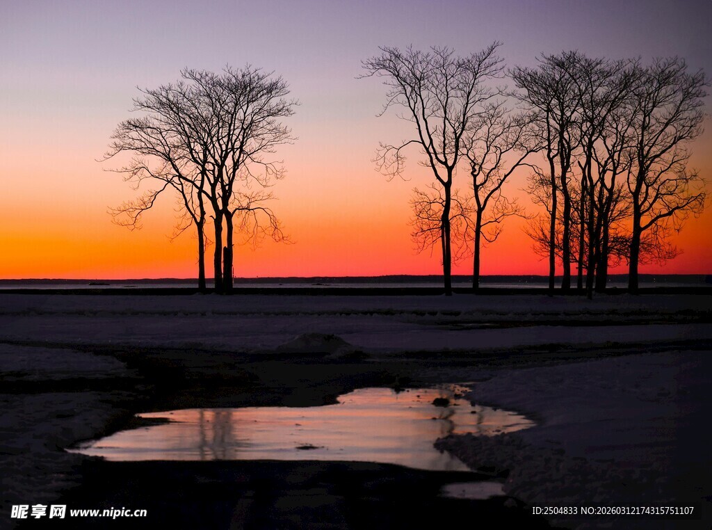 夕阳下的树木与积水景观