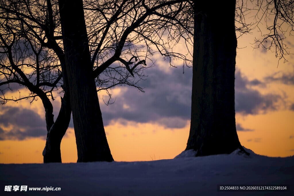 冬日黄昏下的静谧树木