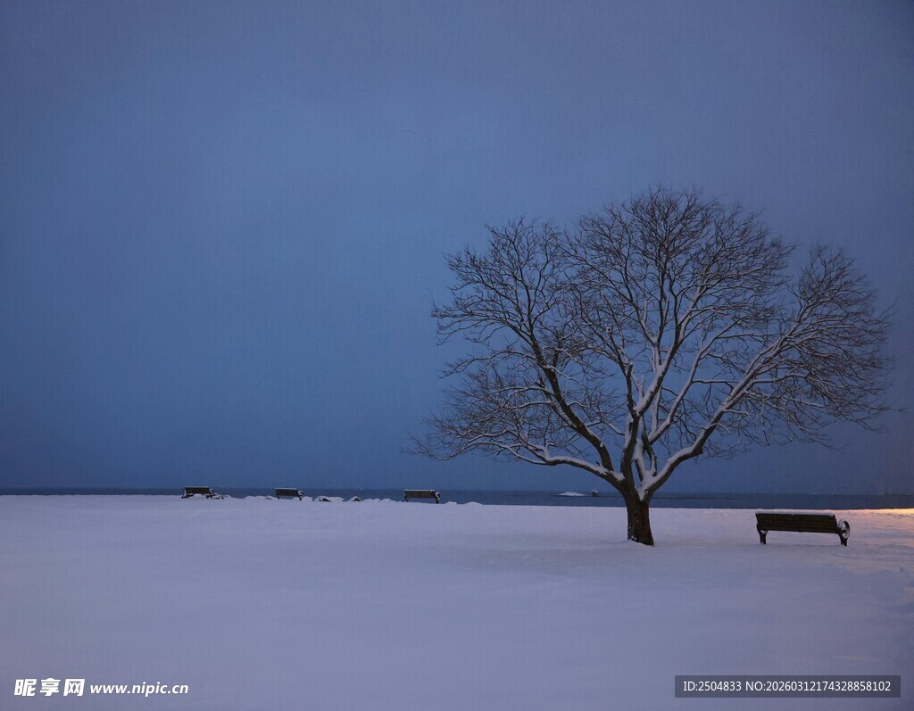 雪野孤树旁的静谧景象