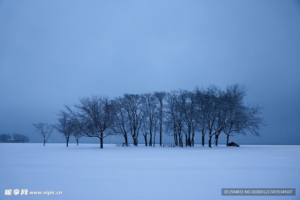 冬日雪野中的树木群