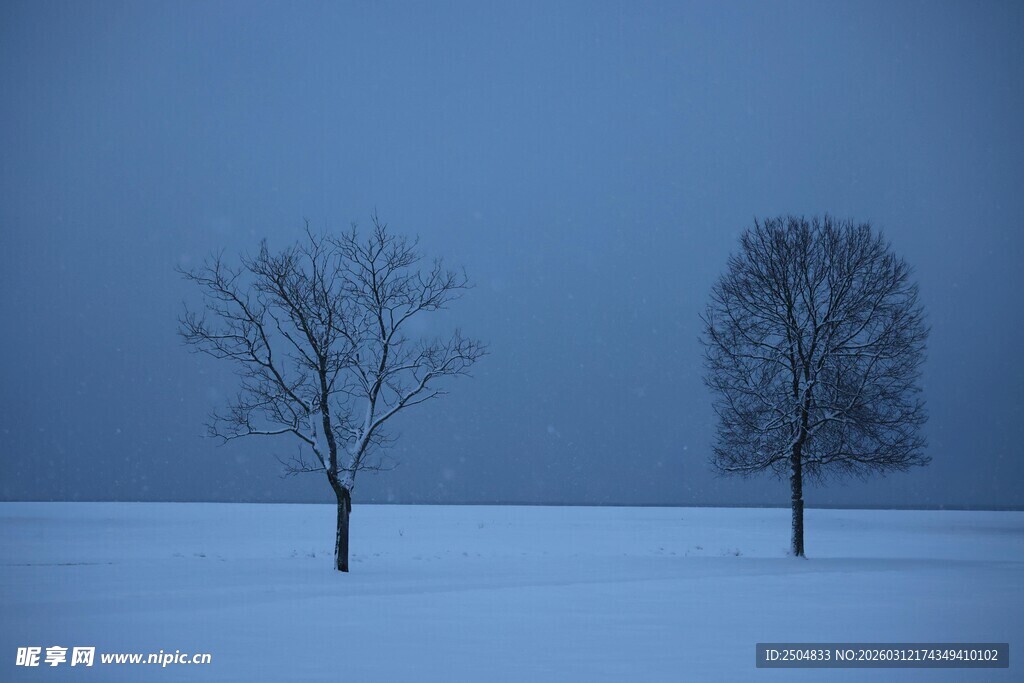 雪野中的两棵孤独树木