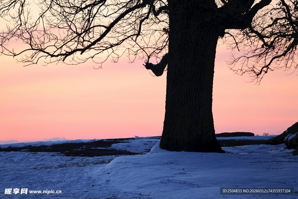 冬日雪地上的孤独大树