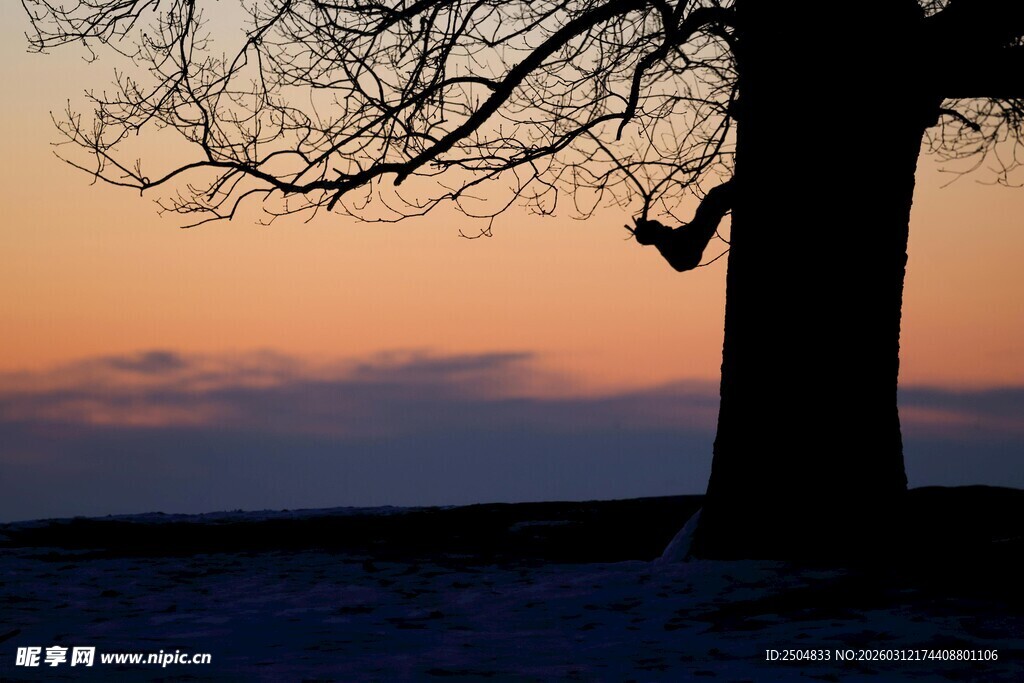 夕阳下独树旁的栖息飞鸟