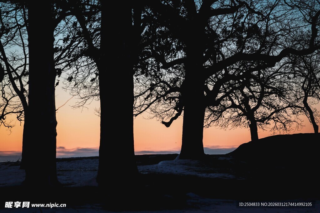 夕阳下的树木剪影