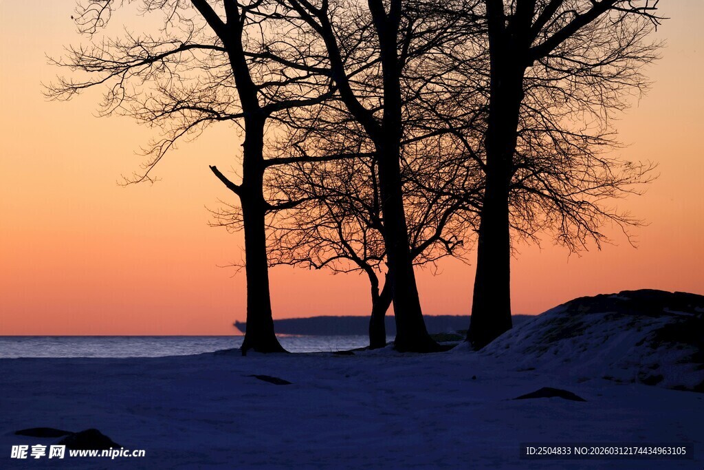 冬日黄昏下的静谧树木
